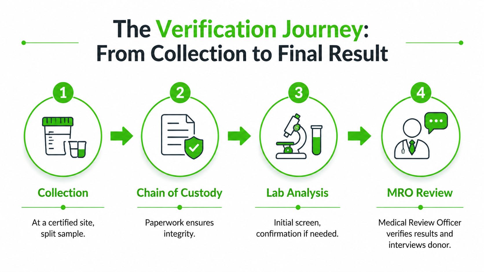 A four-step infographic showing the drug test verification journey from specimen collection to the final MRO review.