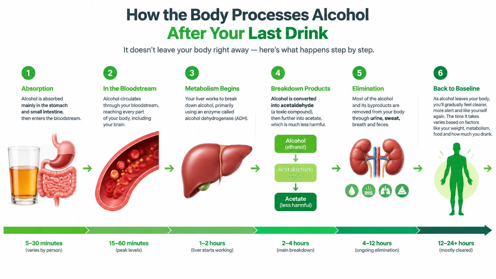 A six-step infographic explaining the physiological process of how the human body metabolizes and eliminates alcohol over time.